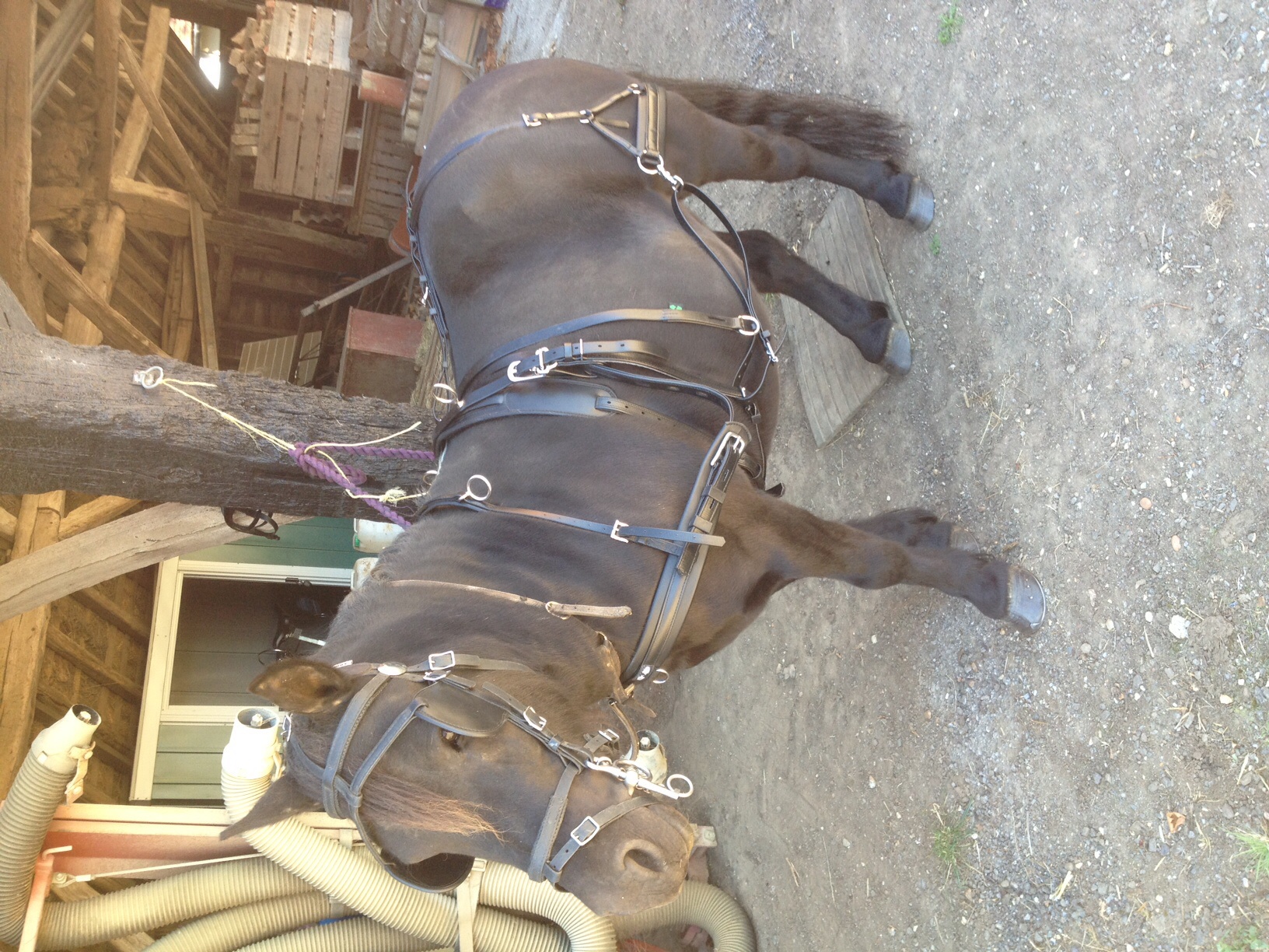 Harness