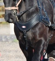 Empathy collar photo 