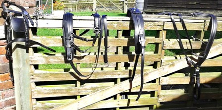 pony harness