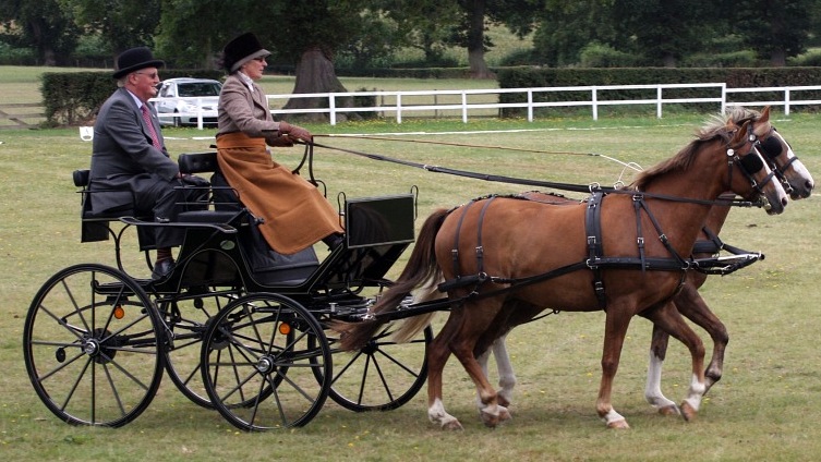 Dressage Carriage