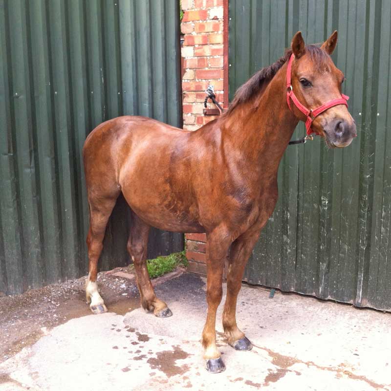 Lowland Pharoah for Sale