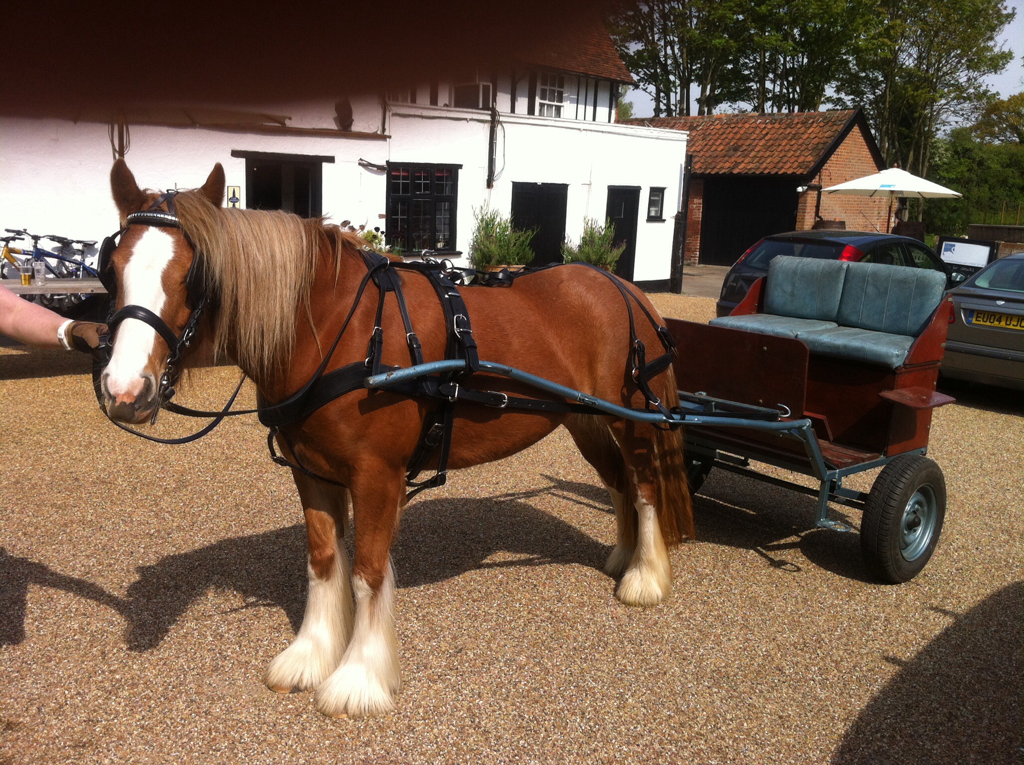 Pony for Sale