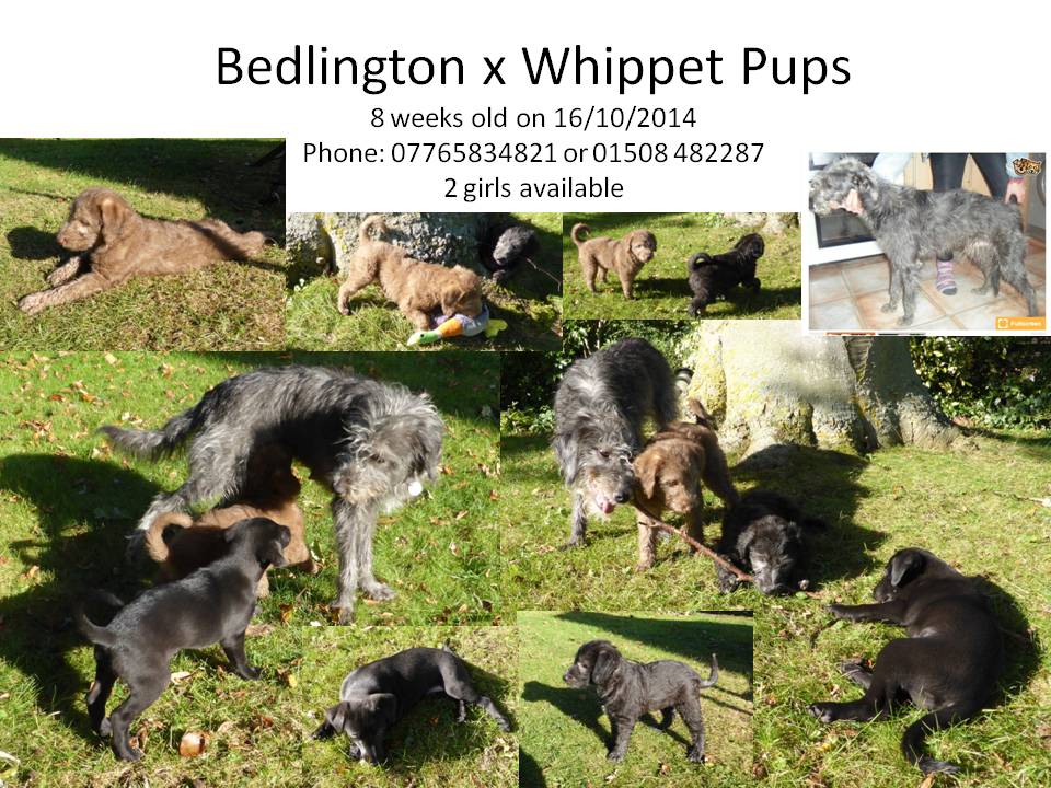 puppies