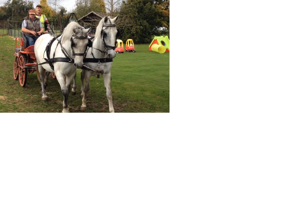 Horses photo