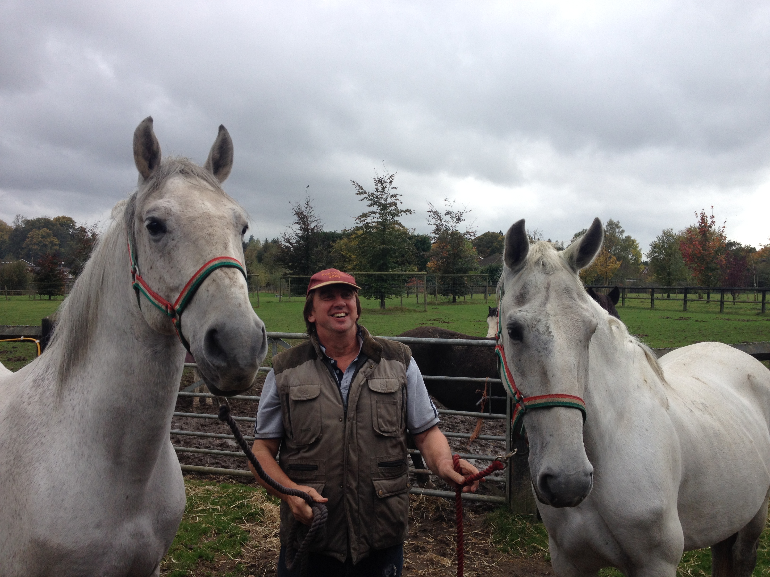 Horses photo