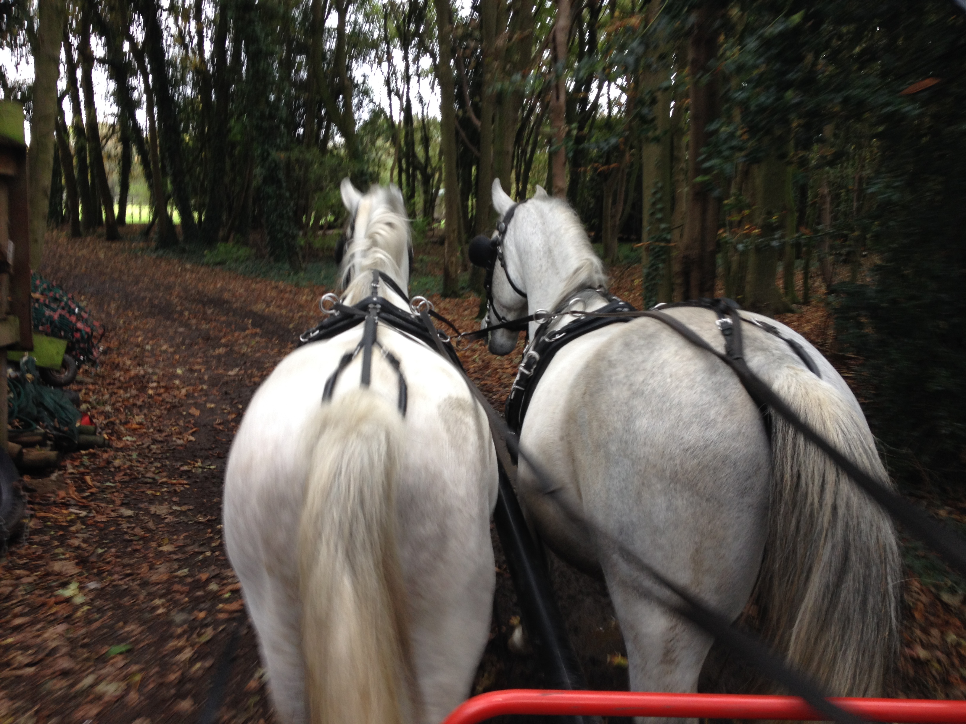 horses photo