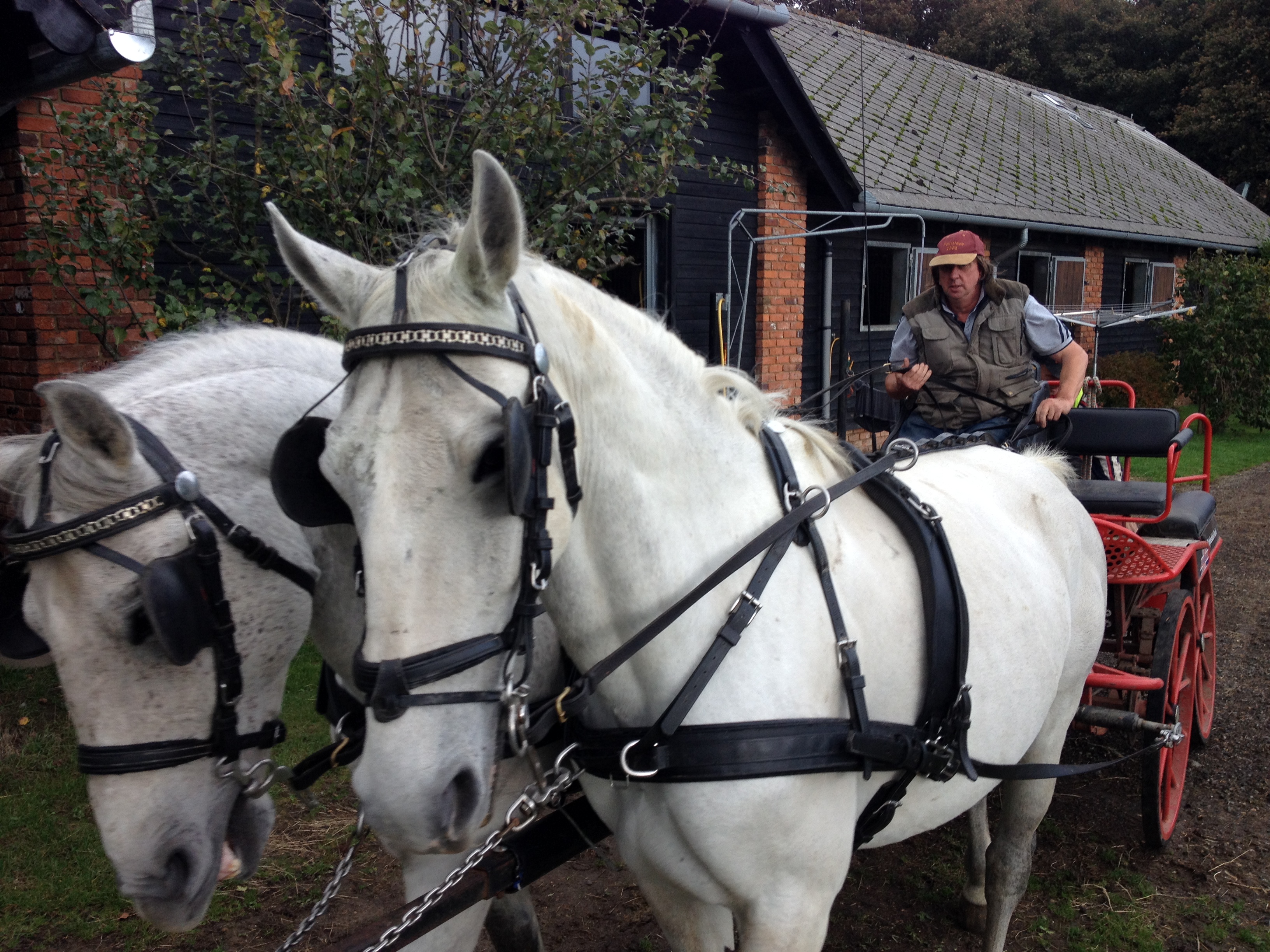 horses photo