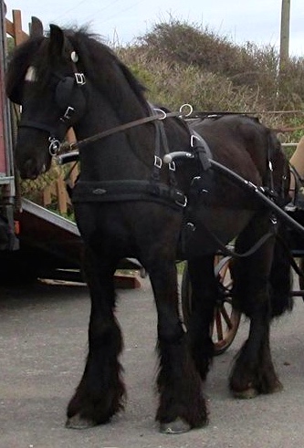 Pony Harness