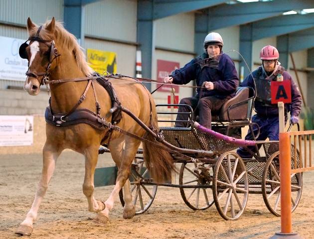 Diana's Horse For Sale