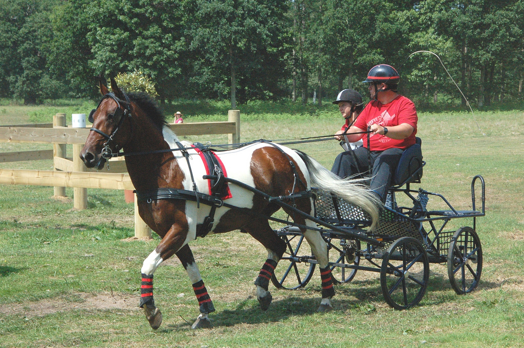 For sale 14h2 tricolor gelding