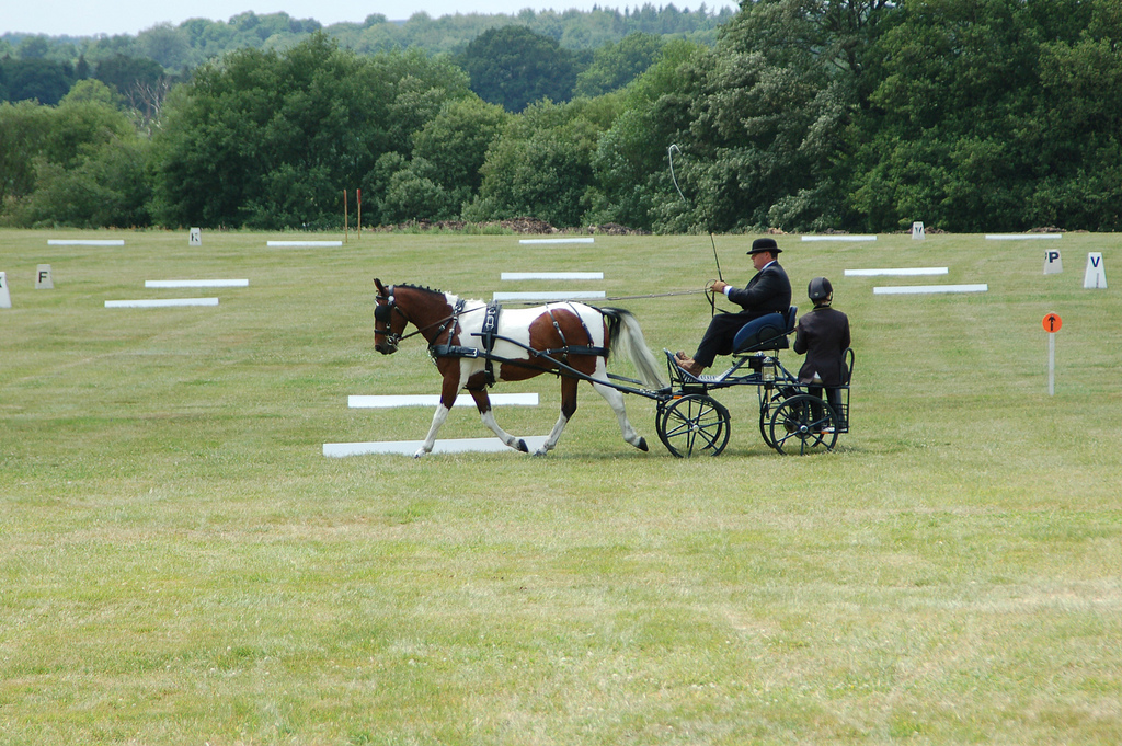 For sale 14h2 ride and drive coloured trotter