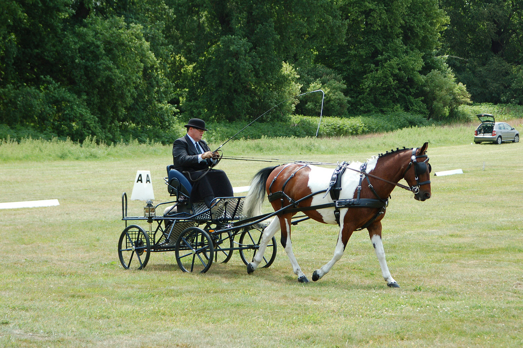 For sale: 14h2 ride and drive coloured trotter