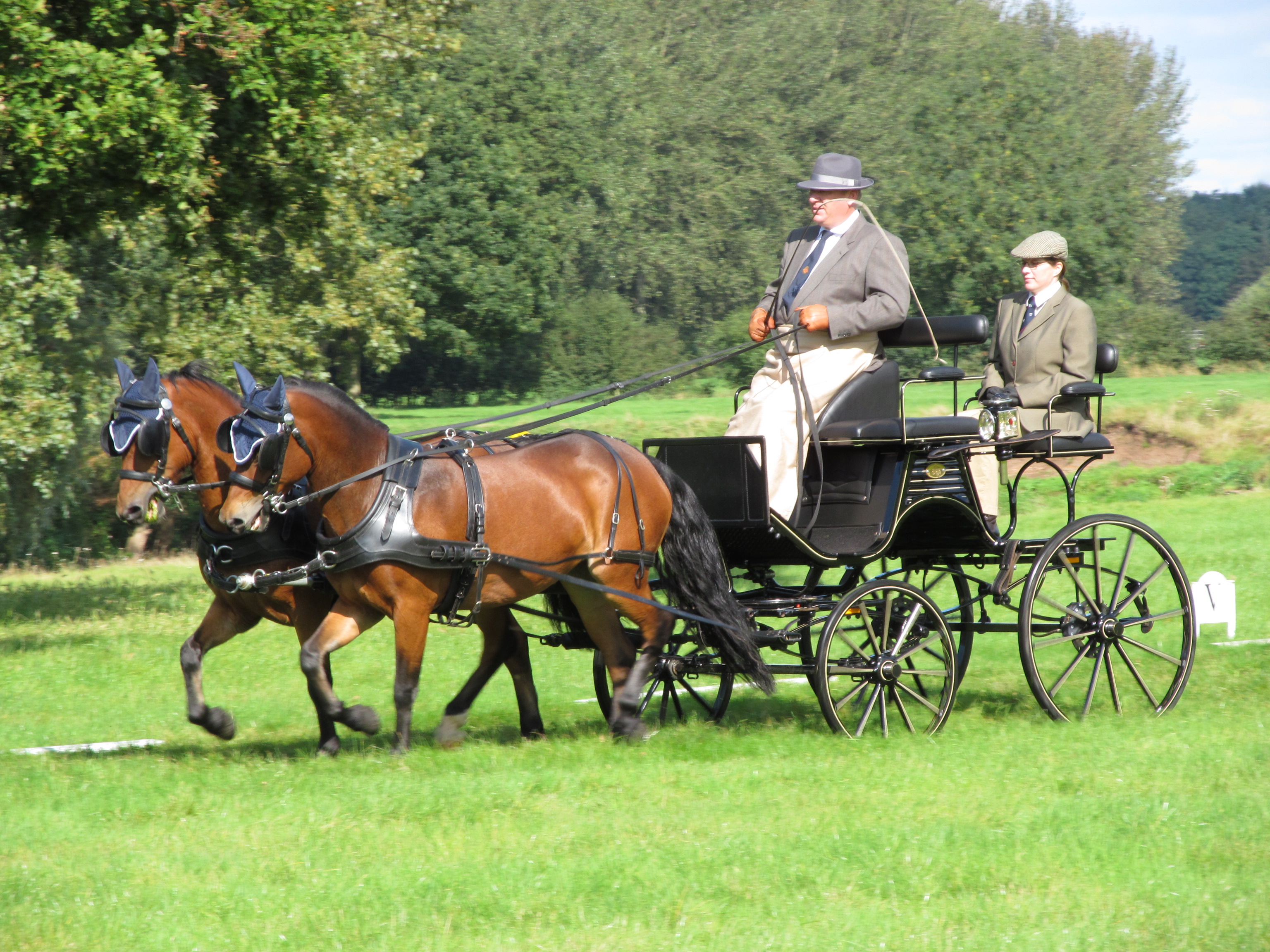 pony pair carriage