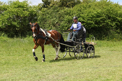 15.2 gelding