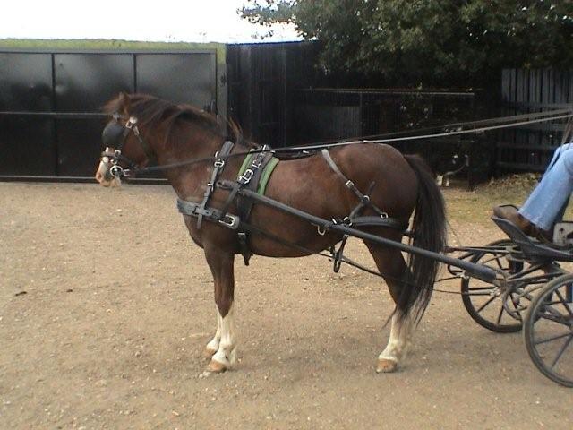 ...the pony ...