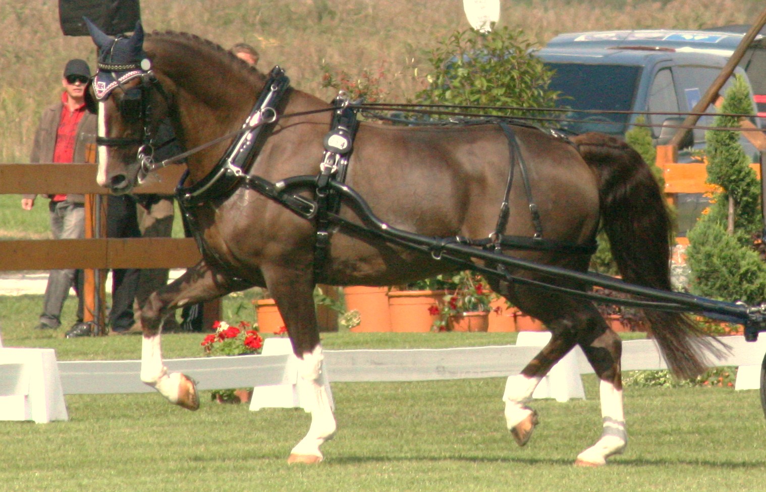 harness picture