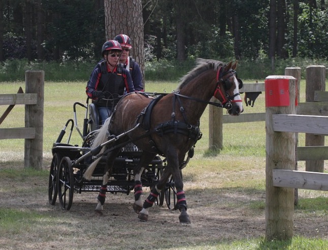 Micky Competing at Sandringham