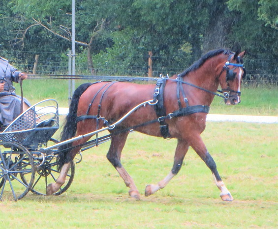 horse