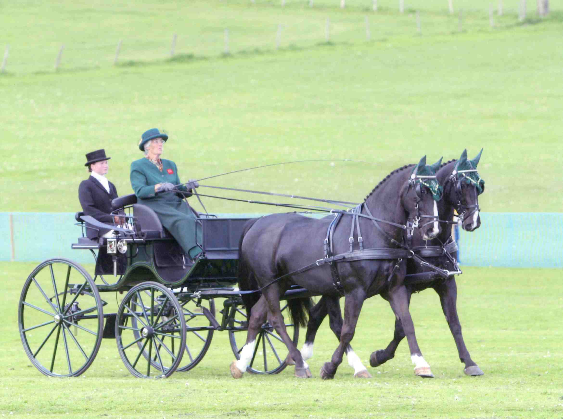 Dressage Phaeton