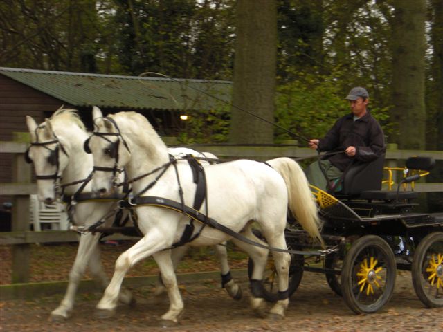 Morphy & Maestro