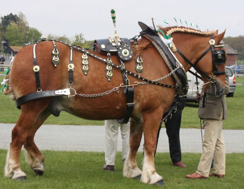 suffolk horse