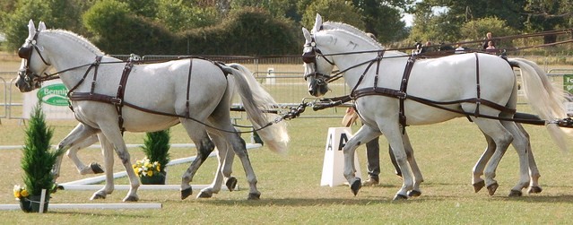 Top Quality Brown Team Harness