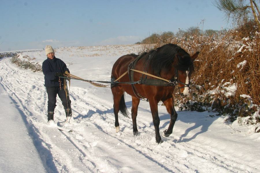 Bev - horse driving training in the snow