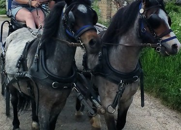 pony pair harness