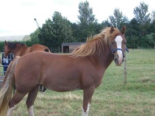 willow