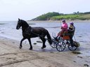 Friesian