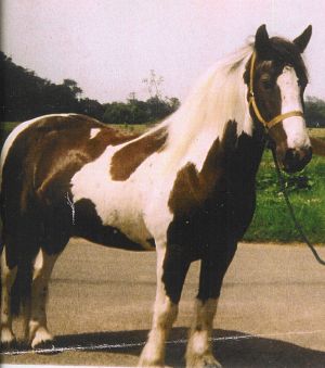 15hh coloured driving cob