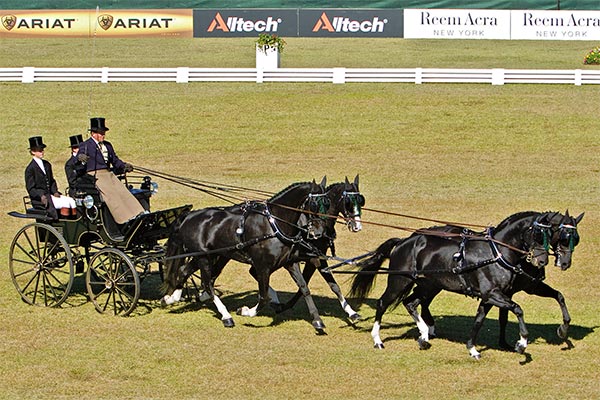 Boyd dressage at WEG 2010