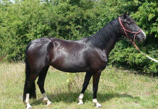 hackney welsh mare