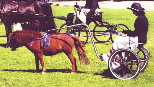 Not a saddle chariot but a dorsal hitch sulky