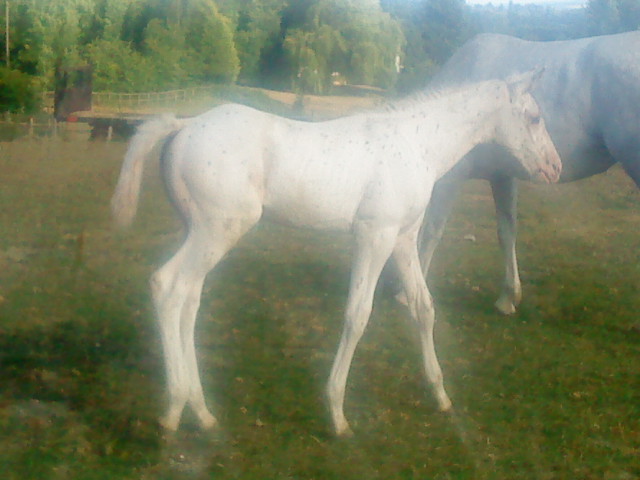 2 foal pictures