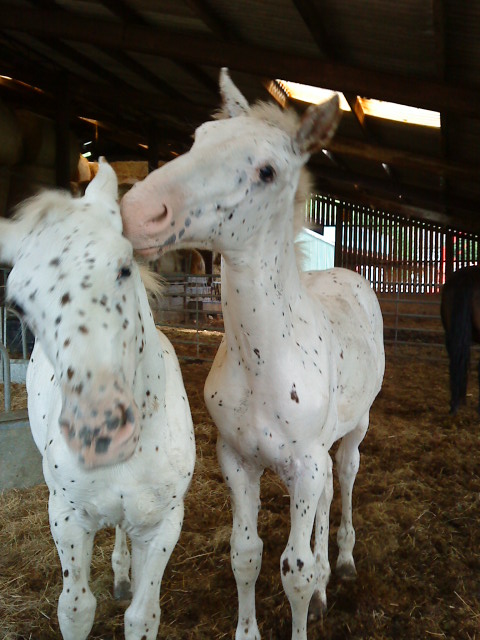 foal pic