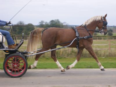 Stunning Dutch bred chestnut gelding 15.3hh, 4 years old