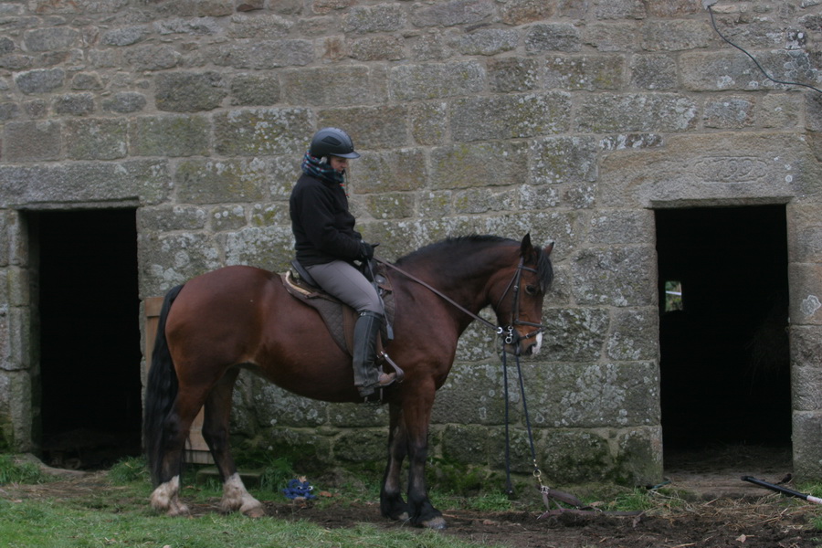 Welsh Cob Mare 14.2hh