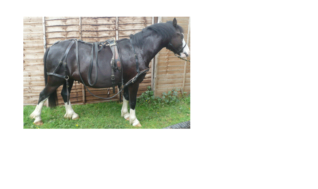 harness