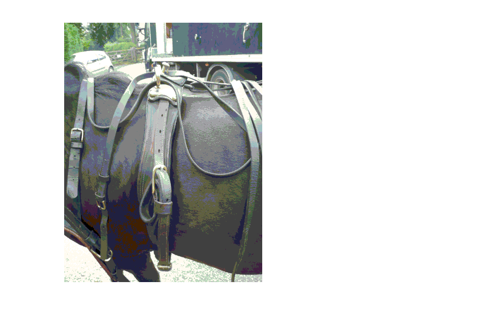 Close up of harness