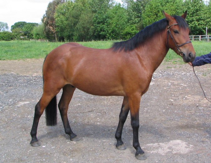New Forest Gelding