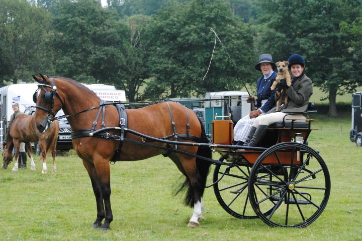 Bennington Backstep Buggy