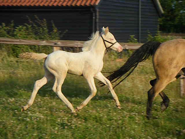 TawnyDun Finn