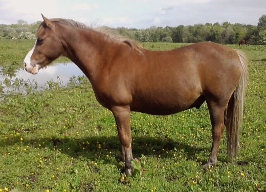 Welsh C Chestnut Gelding