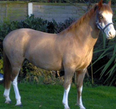 Sec C Mare