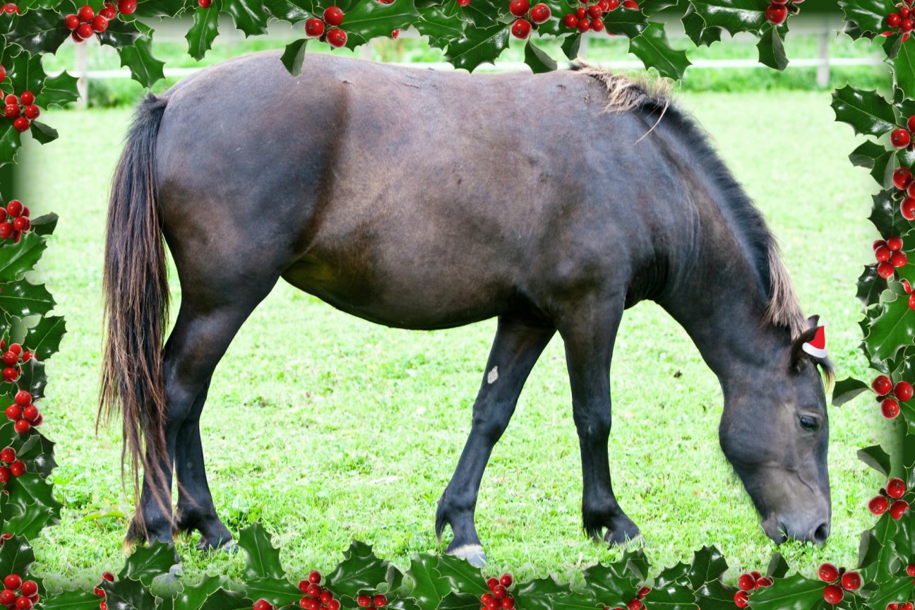 Black mare for sale