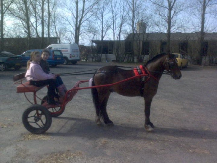 Photo of harness
