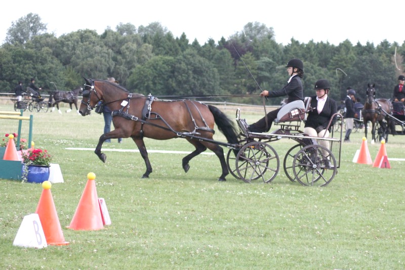 Driving pony For Sale