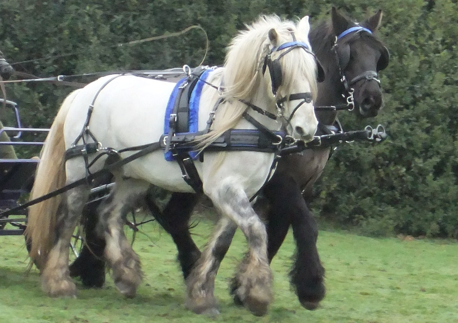 pairs harness