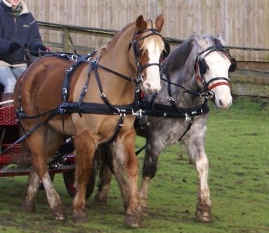 zilco classic pair harness